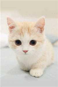 周生如故周生辰重生文续写