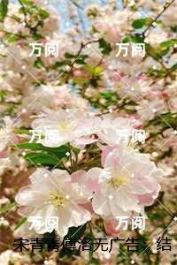 宋青青全文阅读