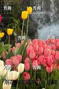 落花洞不再落花后续的章节内容分享